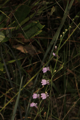 Lobelia canbyi