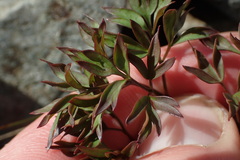 Anisotome filifolia