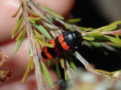 Castiarina crenata