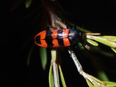 Castiarina crenata