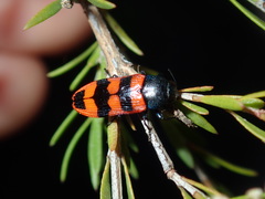 Castiarina crenata