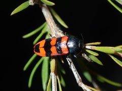Castiarina crenata