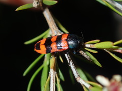 Castiarina crenata