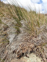 Chionochloa flavescens