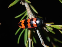 Castiarina crenata