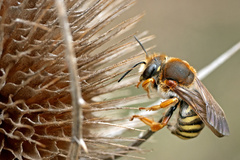 Rhodanthidium septemdentatum