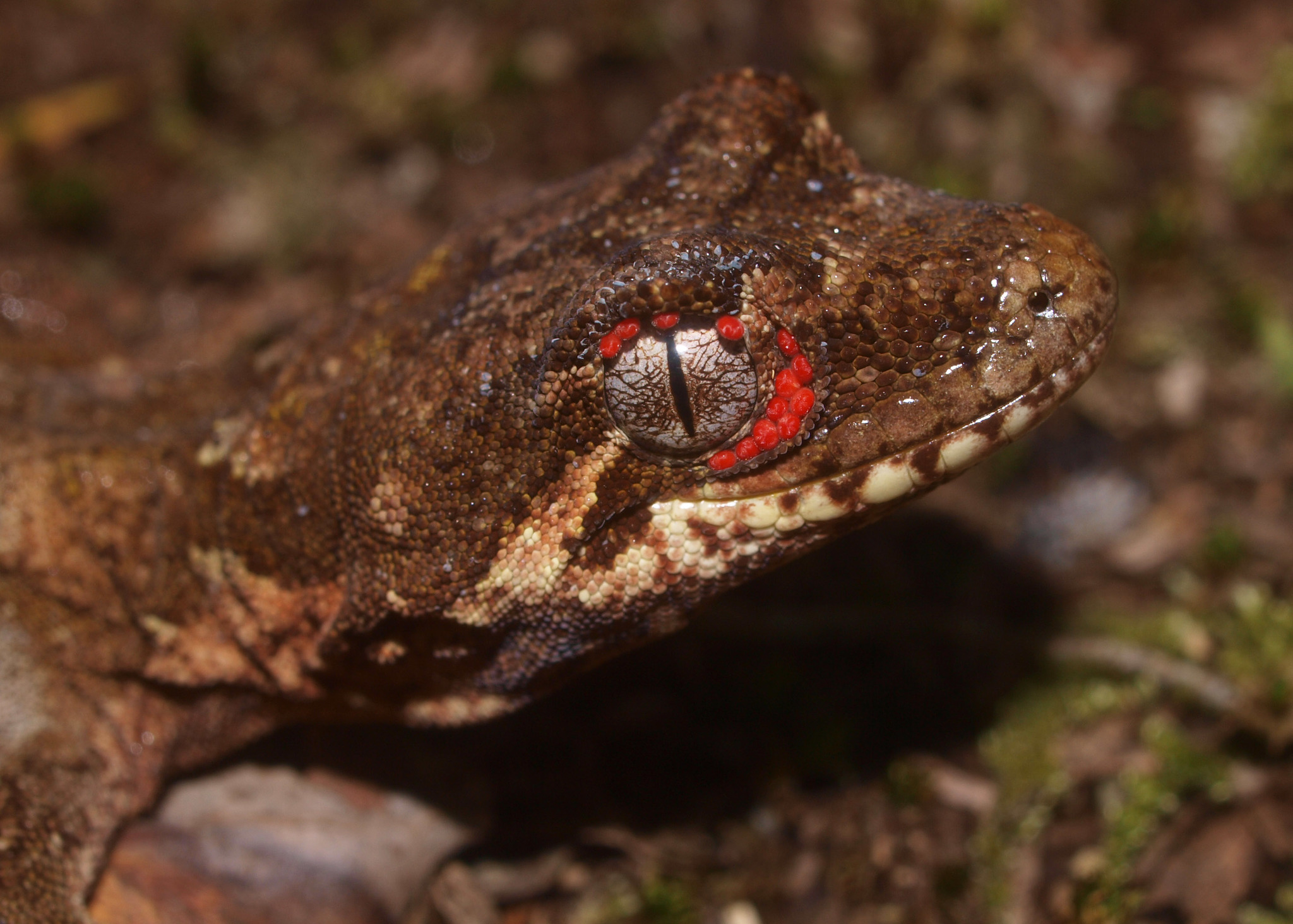 Fotos de Pinolillos y coloradillas (Familia Trombiculidae) · NaturaLista  Colombia