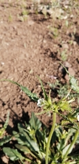 Nicotiana corymbosa