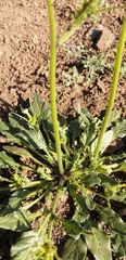 Nicotiana corymbosa