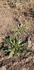 Nicotiana corymbosa