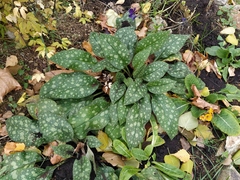 Pulmonaria saccharata