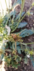 Nicotiana corymbosa