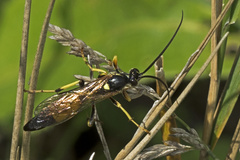 Amblyteles armatorius