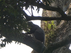 Cercopithecus mitis stuhlmanni