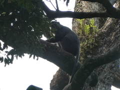 Cercopithecus mitis stuhlmanni