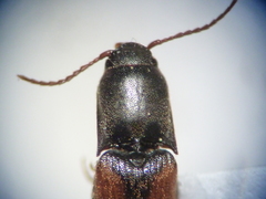 Idolus occidentalis