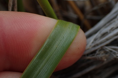 Chionochloa flavescens