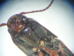 Idolus occidentalis