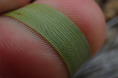 Chionochloa flavescens