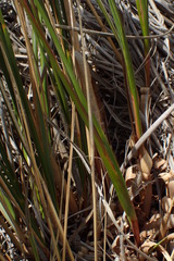 Chionochloa flavescens