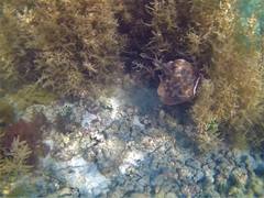 Urobatis concentricus