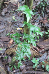 Lygodium japonicum