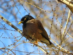 Acridotheres tristis