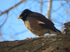 Acridotheres tristis