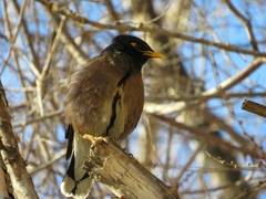 Acridotheres tristis