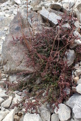 Veronica decora