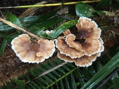 Cymatoderma dendriticum