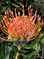 Leucospermum glabrum