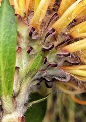 Leucospermum glabrum