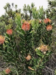 Leucospermum glabrum