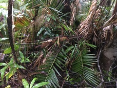 Cymatoderma dendriticum