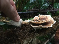 Cymatoderma dendriticum