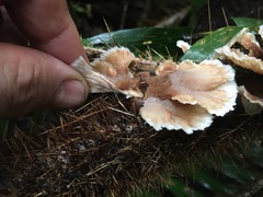 Cymatoderma dendriticum
