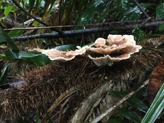 Cymatoderma dendriticum