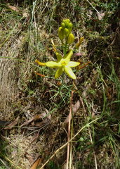 Bulbine glauca