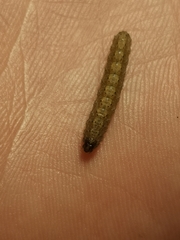 Agrotis