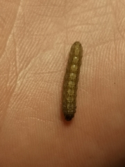 Agrotis