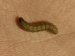 Agrotis