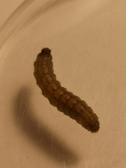 Agrotis