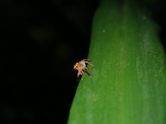 Prostheclina pallida