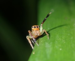 Prostheclina pallida