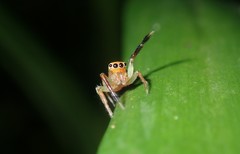 Prostheclina pallida