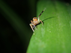 Prostheclina pallida