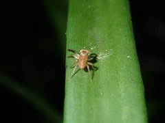 Prostheclina pallida