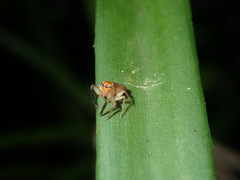 Prostheclina pallida