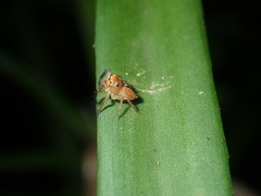 Prostheclina pallida